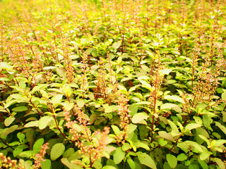 close up sweet basil tree
