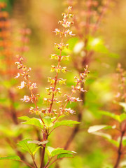close up sweet basil tree