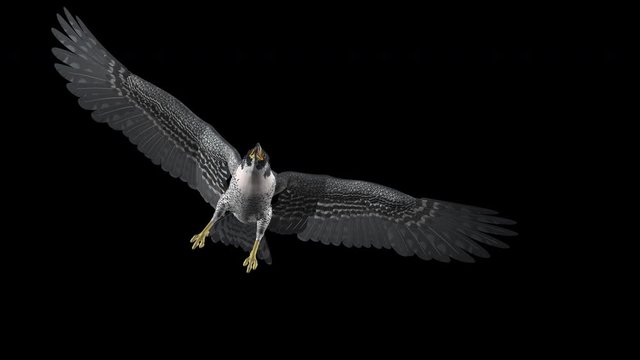 Peregrine falcon flying close from left to right corners. Realistic 3D animation related to nature, birds, animals, fantasy and magic. Isolated on transparent background with alpha channel.