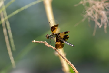 dragonfly on a branch