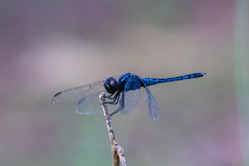 blue dragonfly on a branch