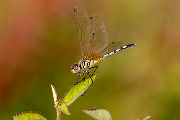 yellow dragonfly on a leaf