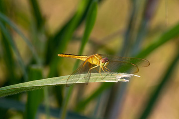 yellow dragonfly on a leaf