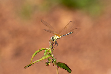 yellow dragonfly on a branch