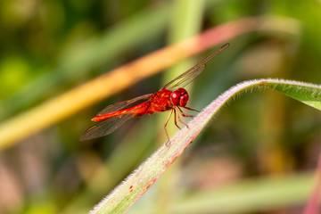 red dragonfly on a leaf