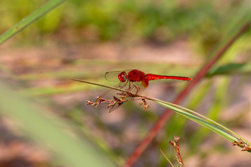red dragonfly on a leaf