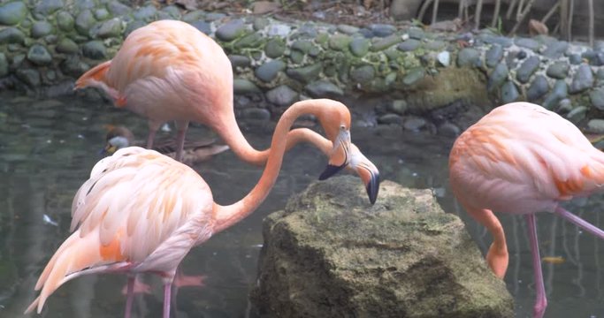 Pink flamingo 