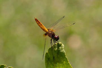 yellow dragonfly on a leaf