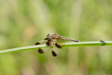 dragonfly on green leaf