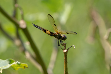 dragonfly on branch