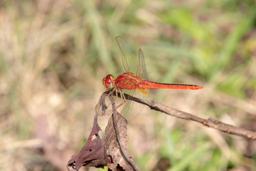 red dragonfly on a leaf