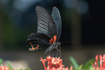 butterfly on a bouquet of flowers