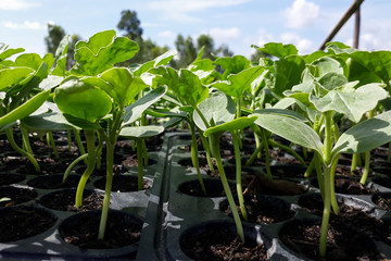 Small watermelon tree growing in garden, farmers use for analysis of the plant.