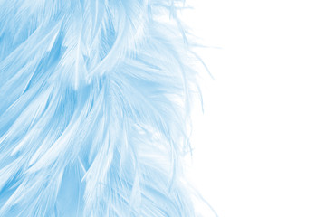 Fototapeta na wymiar beautiful softness of blue feathers on white background