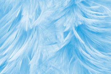 closeup beautiful a blue feathers line texture background