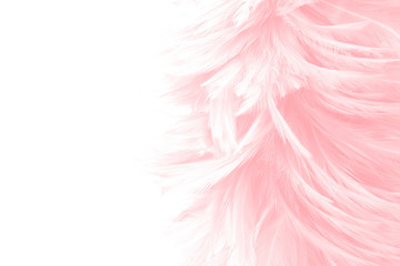 Fototapeta na wymiar beautiful soft pink feathers on white background background