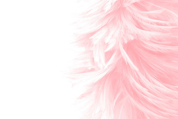 beautiful soft pink feathers on white background background © Siwakorn1933