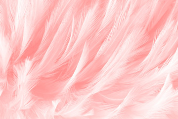 beautiful soft pink feathers line texture background