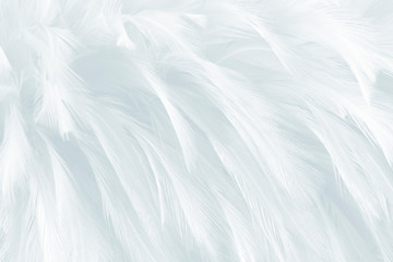 closeup white feathers line texture background