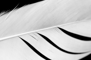 closeup white feather on a black background