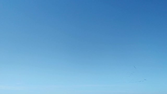 Blue sky with migrating birds in the distance
