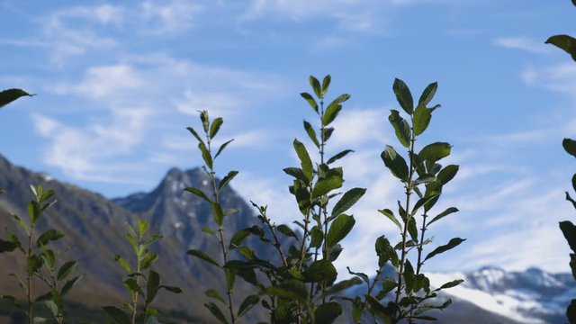 Some plants in front of a mountains in Norway