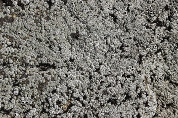 Barnacles Balanus groving up on flat stone in intertidal zone of sea closeup. Natural texture background for design or wallpaper.