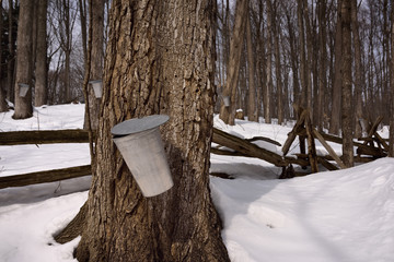 Aluminum buckets on trees in Ontario forest to collect sap for Maple syrup
