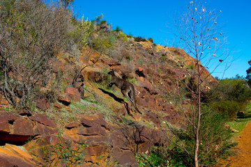 Western Grey Kangaroo in the Wild © Adwo