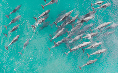Aerial close up of a dolphin pods swimming in tropical warm blue water. Beautiful marine mammal...