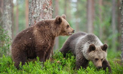 Fototapeta na wymiar Cubs of Brown Bear in the summer forest. Natural habitat. Scientific name: Ursus arctos.