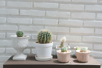 succulent cactus plant in pot decorating near white brick wall