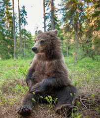 Fototapeta premium Cub of Brown Bear in the summer forest. Close up portrait, wide angle. Natural habitat. Scientific name: Ursus arctos.