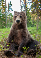 Naklejka na ściany i meble Cub of Brown Bear in the summer forest. Close up portrait, wide angle. Natural habitat. Scientific name: Ursus arctos.