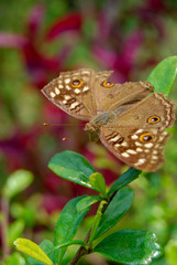 Nature background butterfly, close-up butterfly pattern, Tropical nature