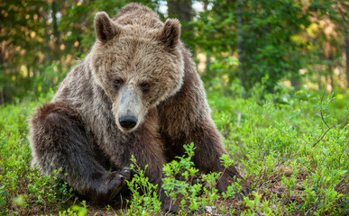 Fototapeta premium Brown bear in the summer forest. Green forest natural background. Scientific name: Ursus arctos. Natural habitat. Summer season.