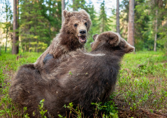 Cubs of Brown Bear in the  summer forest. Brown Bear Cubs playfully fighting, Scientific name: Ursus Arctos Arctos. Summer green forest background. Natural habitat.