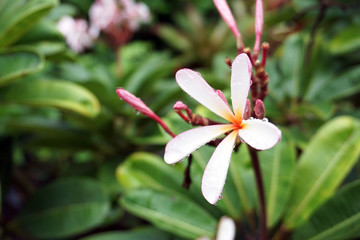 Tropical flowers, white and pink flowers are called plumeria and frangipani trees. Plumeria has water droplets that bloom on a blurred green leaf background.Soft-focus image