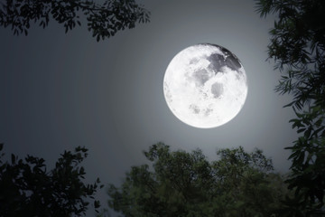 Midnight shiny full moon for Halloween background with silhouette blurry leaves and dark sky.Image of full moon furnished by NASA.