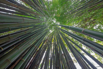 Row of bamboo trees in the park.