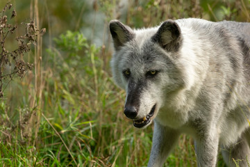 Fototapeta premium The Timber Wolf (Canis lupus), also known as the gray wolf , natural scene from natural environment in north America.