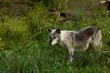 The Timber Wolf (Canis lupus), also known as the gray wolf , natural scene from natural environment in north America.