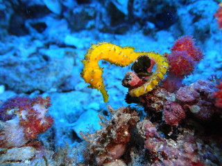 fish in the sea​ seahorse © ake
