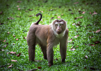 Southern pig-tailed macaque in a natural forest