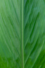 Abstract texture of green leaf as background. Pattern blurred nature green leaf background.