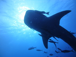 Silhouette​ whale​ shark in sea