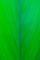 Abstract texture of green leaf as background. Pattern blurred nature green leaf background.