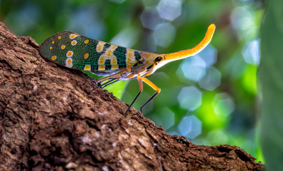 Dark-horned Lantern-fly (Pyrops spinolae) is a species of planthopper, found from India to Indochina. Lanternflies : The unicorns of the insect world. Beautiful insects. Selective fous with copy space