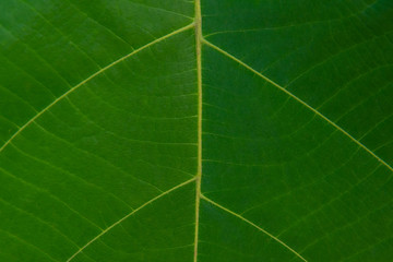 Abstract texture of green leaf as background. Pattern blurred nature green leaf background.