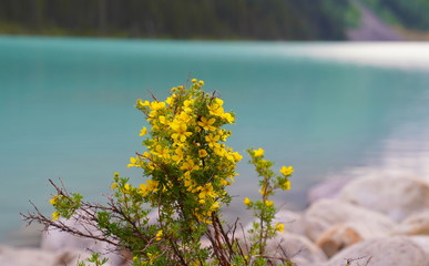 Yellow flowers at Lake Louise